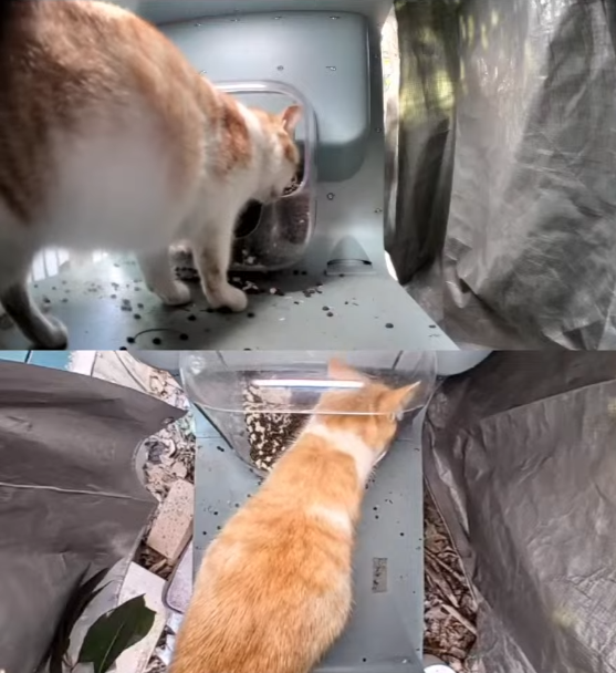 The Champion tackling Mt. Kibble with his outstandingly large physique.