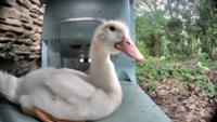 A baby duck does its best loaf impression