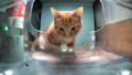 Thumbnail for version as of 21:56, 22 January 2025