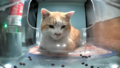 Thumbnail for version as of 18:52, 22 January 2025