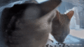 Dame Knight pushing a cat that pushed its way into the feeder with him. (GIF)