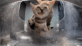 Dame Knight's tabby meowing too much. (GIF)