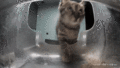 Brutus digging in the dispenser for food. (GIF)