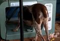 Mr. Drip fits into the feeder from an outside POV