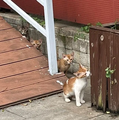 Four of Mr. Mewing's adorable kittens!