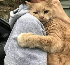 Cat being hugged.jpg