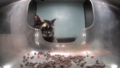 Thumbnail for version as of 13:32, 26 March 2025