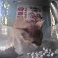 Bean Sprout struggling with chicken snack (click for GIF)