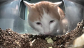 Thumbnail for version as of 18:08, 3 April 2025