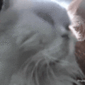 Thumbnail for version as of 17:50, 20 February 2025