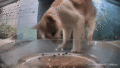 Mr. Gingko eating a piece of kibble out of his hand. (GIF)