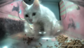 Ms. Willow judging the quality of the kibble (it's the same)