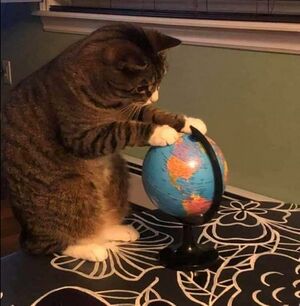 Cat geography.jpg