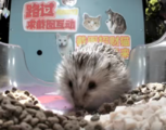 Mr. Sonic (or one of his clones) eats kibble in a different feeder.