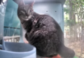 Mrs. Chunky peeks around
