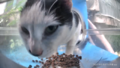 Mr. Elegant gets very close to the camera.