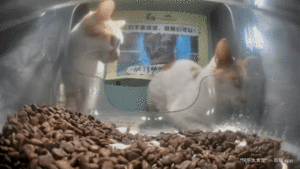 Mr. Egg sneak.gif