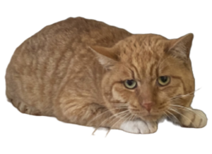 Freshlycatlaying.png