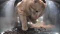 Thumbnail for version as of 11:28, 2 April 2025