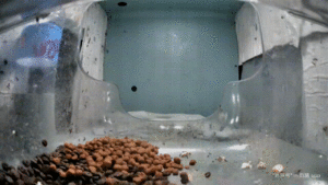 Ants Eat kibble gif.gif