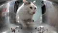 Thumbnail for version as of 18:01, 29 January 2025