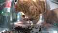 Thumbnail for version as of 19:54, 21 January 2025