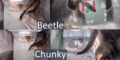 Mr. Beetle vs. Mrs. Chunky (tail)