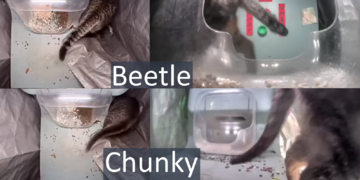 Mr. Beetle vs. Ms. Chunky (tail)