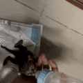 One of the earliest footages of Bean (June 12) (GIF)