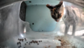 Tob during her first sighting, already showing disgust toward kibble.