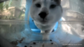 Mr. Elegant sniffing the viewers.