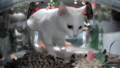 Thumbnail for version as of 17:15, 10 April 2025