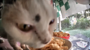 FerretFoodTime.png