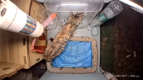 A small tabby-striped calico cat viewed from above