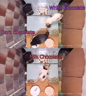 ChocolateChipsBack.png