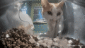 Snacks get dispensed on Dr. Smudge's head, much to his dismay. (GIF)