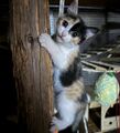 Dragonfly climbing up a wooden pole. She is looking at the camera with a worried expression