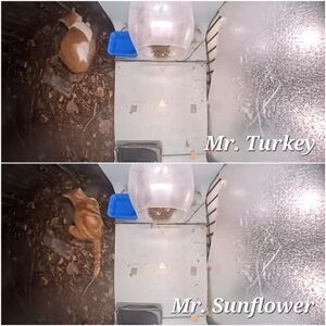 Turkey sunflower comparison.jpeg