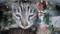 Thumbnail for version as of 17:14, 10 April 2025