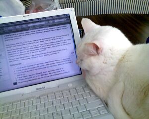 Cat reading wikipedia.jpg