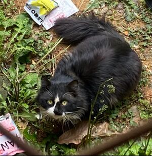 Black long hair cat with white spotting sitting outside