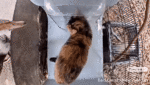 A muscovy duck attacks Ms. Opera (GIF