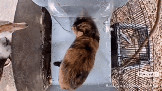 A muscovy duck attacks an unnamed cat (GIF)