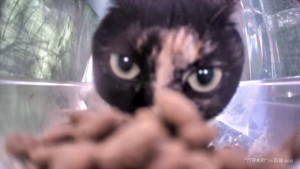 Meow.camera 4412424173050749216 1710812924620.png