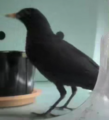 The Bird (Mr. Snack feeder)