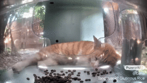 Mewing sleeps through snacks.gif