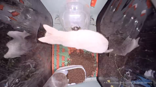 Mozzarella