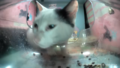 Mr. Gummy smells something (it's the food right next to him)