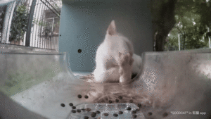 Mr Domino grooming.gif