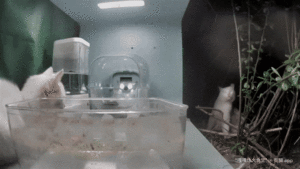 Yogurt-cleaning.gif